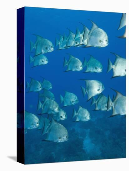 Atlantic Spadefish, Hol Chan Marine Park, Ambergris Caye, Barrier Reef, Belize-Stuart Westmoreland-Premier Image Canvas