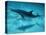 Atlantic Spotted Dolphin and Shadow on Seabed, Bahamas-Todd Pusser-Premier Image Canvas