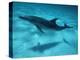 Atlantic Spotted Dolphin and Shadow on Seabed, Bahamas-Todd Pusser-Premier Image Canvas