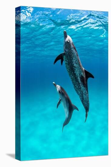 Atlantic spotted dolphin, Atlantic Ocean-Alex Mustard-Premier Image Canvas