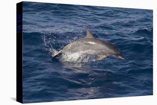 Atlantic Spotted Dolphin (Stenella Frontalis) Breaking from the Sea in a Low Leap, Senegal-Mick Baines-Premier Image Canvas