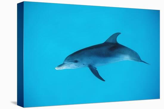 Atlantic Spotted Dolphin, Stenella Frontalis, Usa, Fl, Florida, Atlantic Ocean-Reinhard Dirscherl-Premier Image Canvas