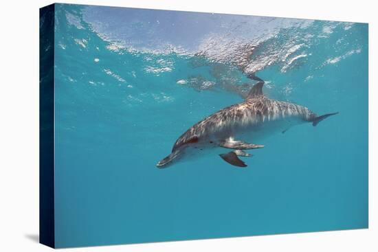 Atlantic Spotted Dolphin, Stenella Frontalis, Usa, Fl, Florida, Atlantic Ocean-Reinhard Dirscherl-Premier Image Canvas