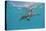 Atlantic Spotted Dolphin, Stenella Frontalis, Usa, Fl, Florida, Atlantic Ocean-Reinhard Dirscherl-Premier Image Canvas
