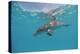 Atlantic Spotted Dolphin, Stenella Frontalis, Usa, Fl, Florida, Atlantic Ocean-Reinhard Dirscherl-Premier Image Canvas