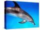Atlantic Spotted Dolphin-Bill Varie-Premier Image Canvas
