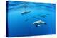 Atlantic spotted dolphins, Azores, Portugal, Atlantic Ocean-Franco Banfi-Premier Image Canvas