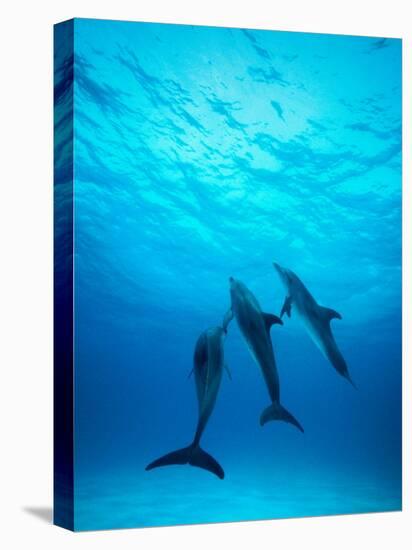 Atlantic Spotted Dolphins Underwater-Stuart Westmorland-Premier Image Canvas