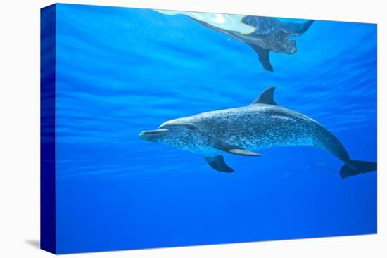 Atlantic Spotted Dolphins, White Sand Ridge, Bahamas Bank, Bahamas, Caribbean-Stuart Westmorland-Premier Image Canvas