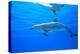 Atlantic Spotted Dolphins, White Sand Ridge, Bahamas Bank, Bahamas, Caribbean-Stuart Westmorland-Premier Image Canvas