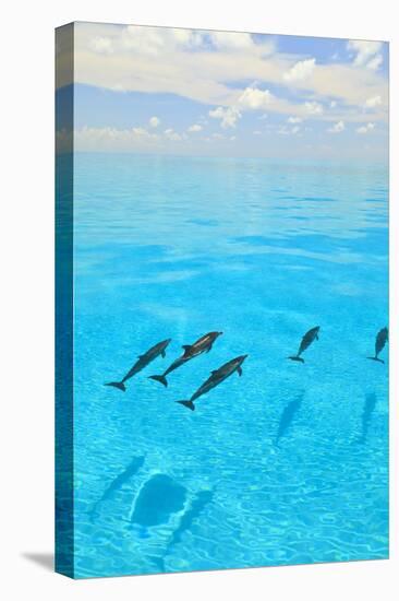 Atlantic Spotted Dolphins, White Sand Ridge, Bahamas, Caribbean-Stuart Westmorland-Premier Image Canvas