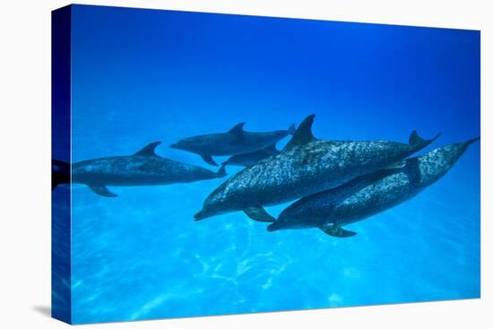 Atlantic Spotted Dolphins, White Sand Ridge, Bahamas, Caribbean-Stuart Westmorland-Premier Image Canvas