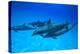 Atlantic Spotted Dolphins, White Sand Ridge, Bahamas, Caribbean-Stuart Westmorland-Premier Image Canvas