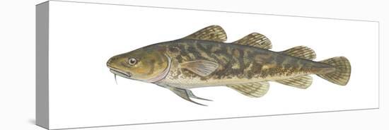 Atlantic Tomcod (Microgadus Tomcod), Fishes-Encyclopaedia Britannica-Stretched Canvas