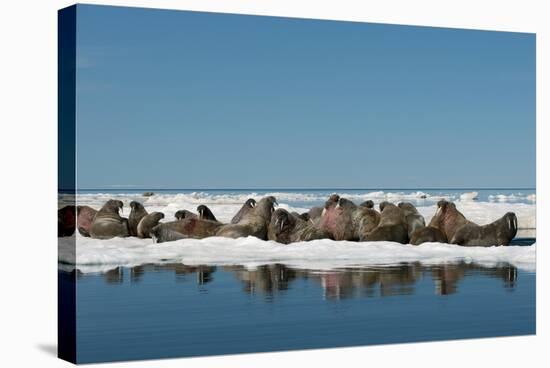 Atlantic Walrus-Louise Murray-Premier Image Canvas