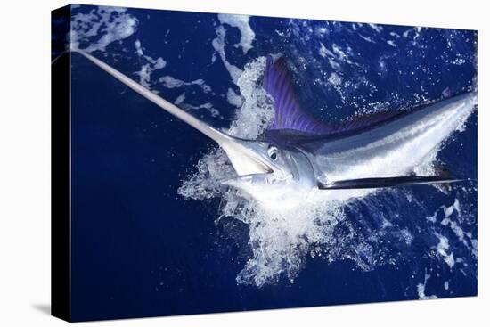 Atlantic White Marlin Big Game Sport Fishing over Blue Ocean Saltwater-holbox-Premier Image Canvas