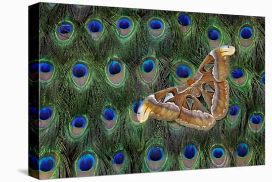 Atlas Giant Silk Moth on Peacock Tail Feather Design-Darrell Gulin-Premier Image Canvas