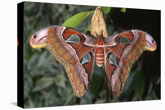 Atlas Moth, Native to Southeast Asia-John Barger-Premier Image Canvas