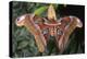 Atlas Moth, Native to Southeast Asia-John Barger-Premier Image Canvas