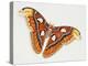 Atlas Silk Moth (Attacus Atlas), Saturniidae, Artwork by Bridgette James-null-Premier Image Canvas