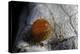 Atrophaneura Polyeuctes (Common Windmill) - Egg-Paul Starosta-Premier Image Canvas