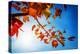 Audacious Autumn-Philippe Sainte-Laudy-Premier Image Canvas