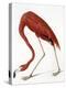 Audubon: American Flamingo-John James Audubon-Premier Image Canvas