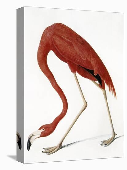 Audubon: American Flamingo-John James Audubon-Premier Image Canvas