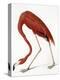Audubon: American Flamingo-John James Audubon-Premier Image Canvas