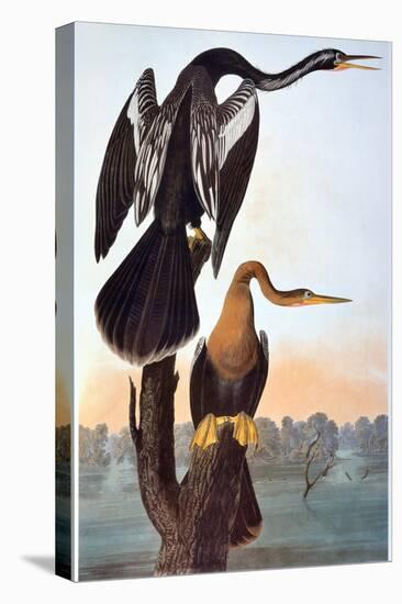 Audubon: Anhinga-John James Audubon-Premier Image Canvas