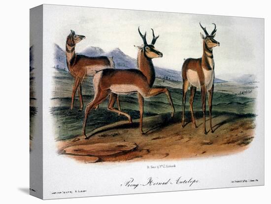 Audubon: Antelope, 1846-John James Audubon-Premier Image Canvas
