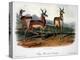 Audubon: Antelope, 1846-John James Audubon-Premier Image Canvas