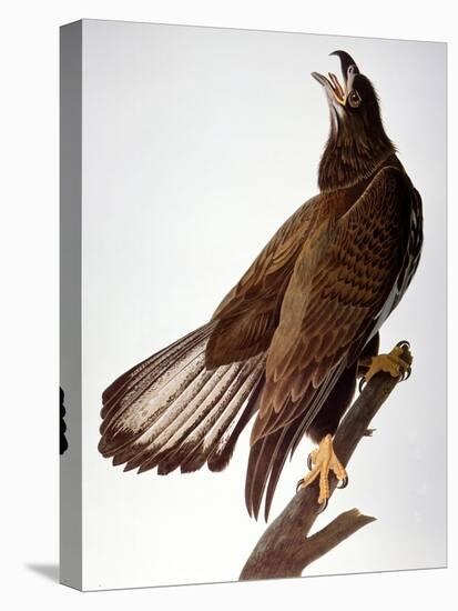 Audubon: Bald Eagle-John James Audubon-Premier Image Canvas
