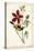 Audubon Bird & Botanical I-John James Audubon-Stretched Canvas
