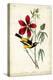 Audubon Bird & Botanical I-John James Audubon-Stretched Canvas