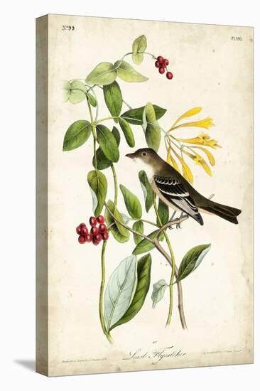 Audubon Bird & Botanical II-John James Audubon-Stretched Canvas