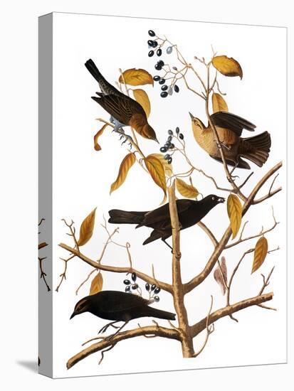 Audubon: Blackbird, 1827-John James Audubon-Premier Image Canvas