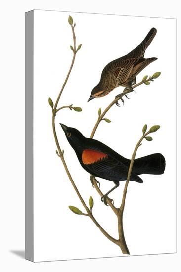 Audubon: Blackbird-John James Audubon-Premier Image Canvas