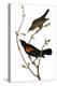 Audubon: Blackbird-John James Audubon-Premier Image Canvas