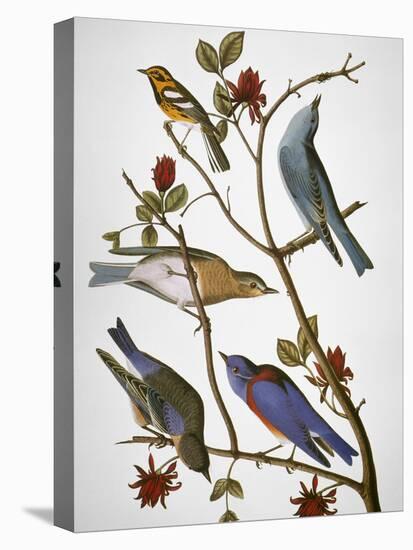 Audubon: Bluebirds-John James Audubon-Premier Image Canvas