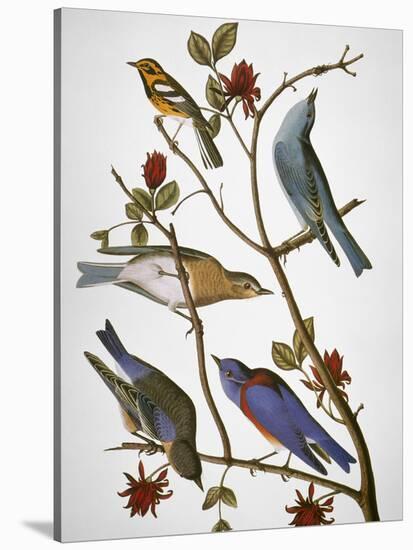 Audubon: Bluebirds-John James Audubon-Premier Image Canvas