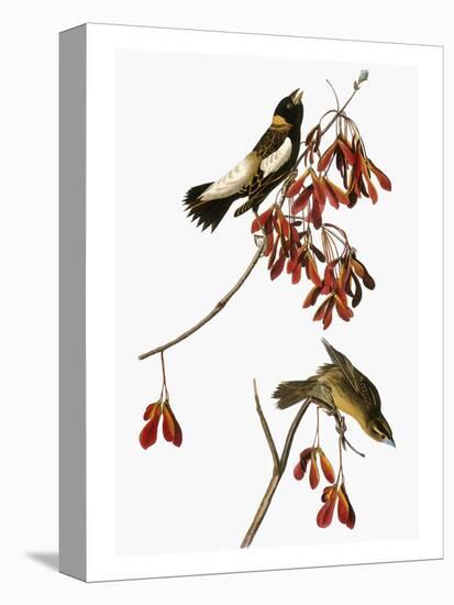 Audubon: Bobolink-John James Audubon-Premier Image Canvas