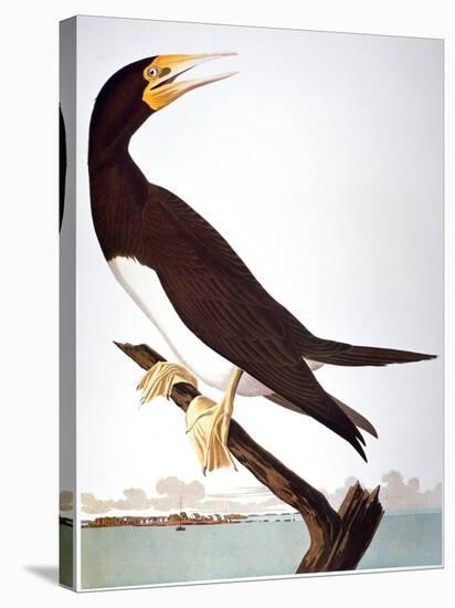 Audubon: Booby-John James Audubon-Premier Image Canvas