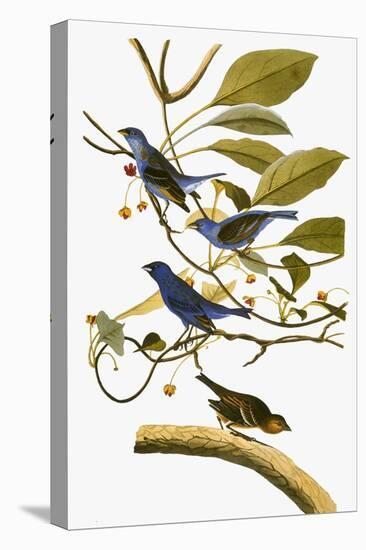 Audubon: Bunting, 1827-38-John James Audubon-Premier Image Canvas