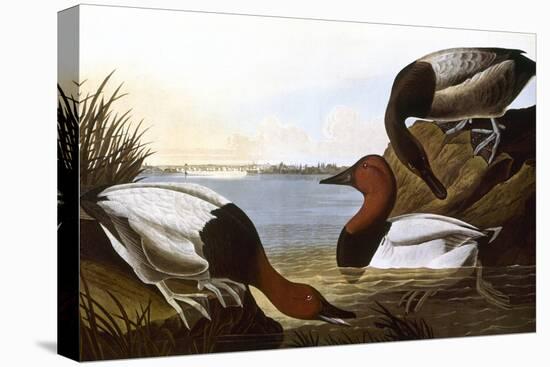 Audubon: Canvasback, 1827-John James Audubon-Premier Image Canvas