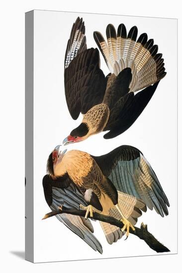 Audubon: Caracara, 1827-38-John James Audubon-Premier Image Canvas