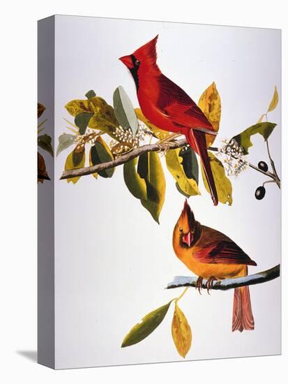 Audubon: Cardinal-John James Audubon-Premier Image Canvas