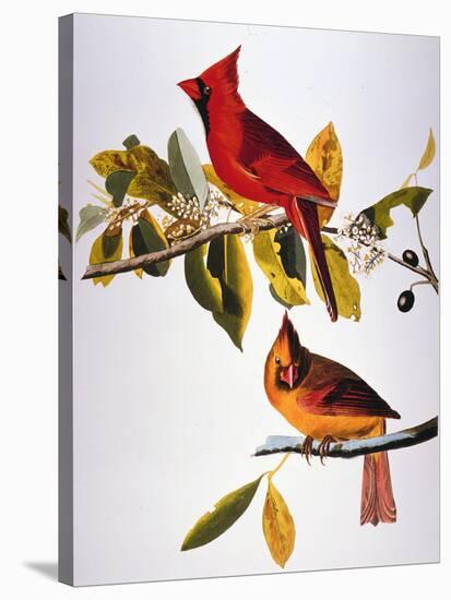 Audubon: Cardinal-John James Audubon-Premier Image Canvas