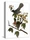 Audubon: Catbird, 1827-38-John James Audubon-Premier Image Canvas