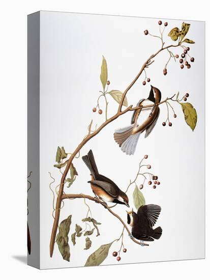 Audubon: Chickadee-John James Audubon-Premier Image Canvas
